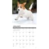 image Jack Russell Puppies 2027 Wall Calendar Second Alternate Image