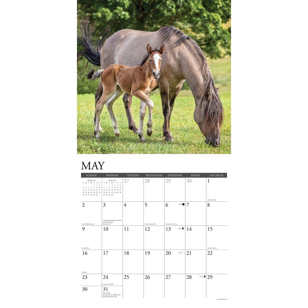 Just Horses 2027 Wall Calendar Second Alternate Image
