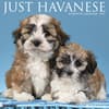 image Just Havanese 2027 Wall Calendar Main Product Image