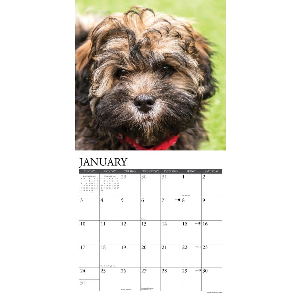Just Havanese 2027 Wall Calendar Second Alternate Image