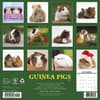 image Guinea Pigs 2027 Wall Calendar First Alternate Image