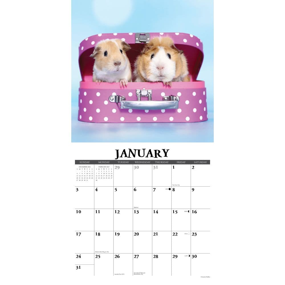 Guinea Pigs 2027 Wall Calendar Second Alternate Image