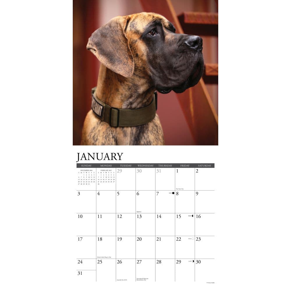 Just Great Danes 2027 Wall Calendar Second Alternate Image
