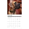 image Just Great Danes 2027 Wall Calendar Second Alternate Image