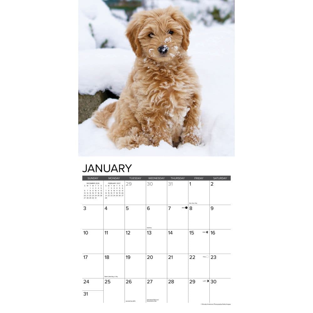 Just Goldendoodles 2027 Wall Calendar Second Alternate Image