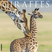image Giraffes 2027 Wall Calendar Main Product Image
