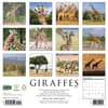 image Giraffes 2027 Wall Calendar First Alternate Image
