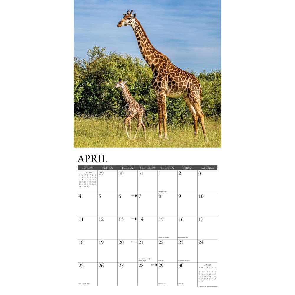 Giraffes 2027 Wall Calendar Second Alternate Image