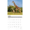 image Giraffes 2027 Wall Calendar Second Alternate Image