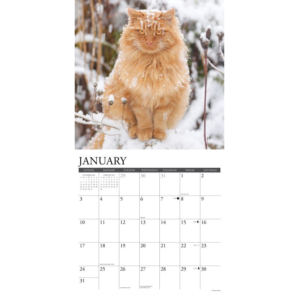 Ginger Cats 2027 Wall Calendar Second Alternate Image