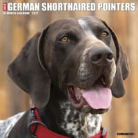 image Just German Shorthaired Pointers 2027 Wall Calendar Main Product Image