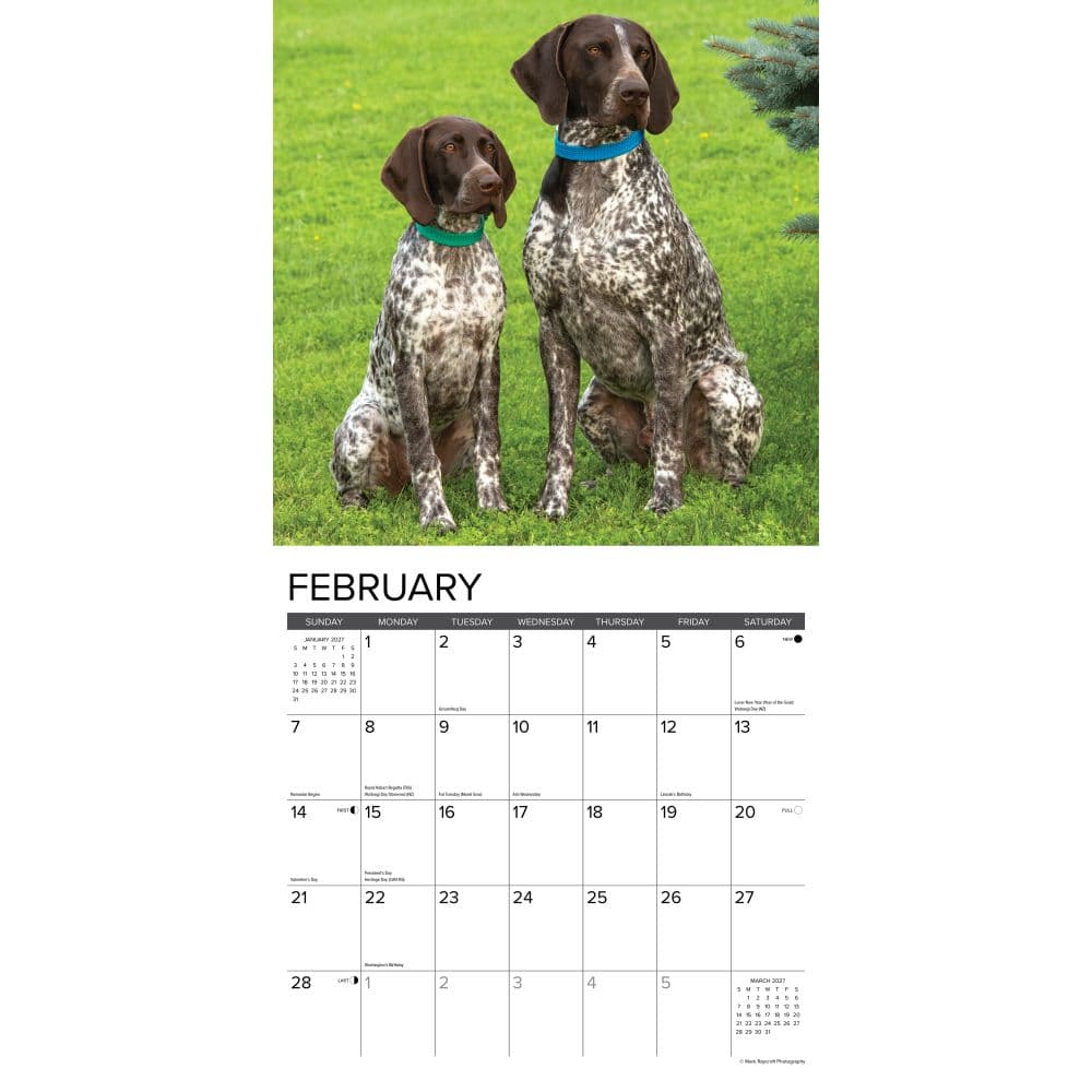 Just German Shorthaired Pointers 2027 Wall Calendar Second Alternate Image