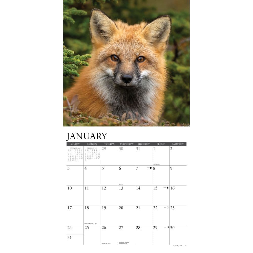 Foxes 2027 Wall Calendar Second Alternate Image