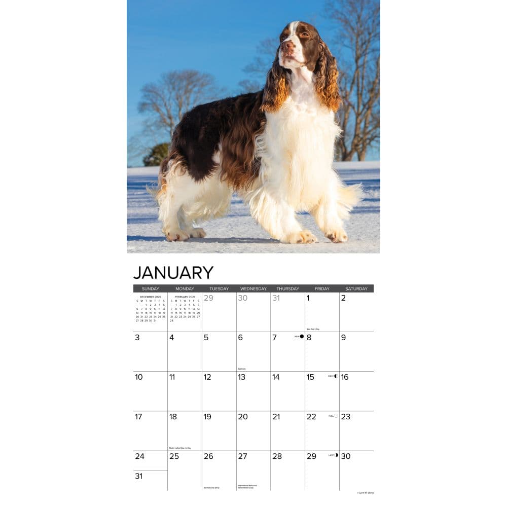 Just English Springer Spaniels 2027 Wall Calendar Second Alternate Image