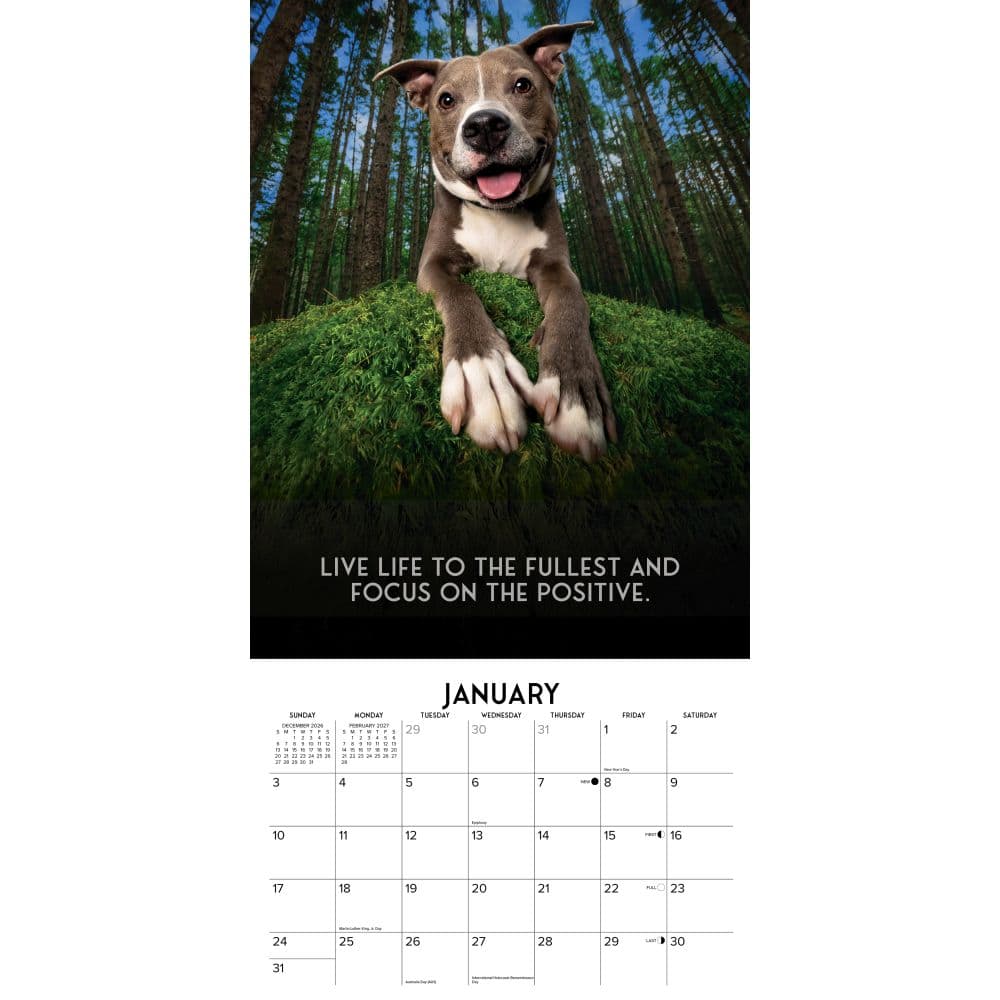 Dogs Life 2027 Wall Calendar Second Alternate Image