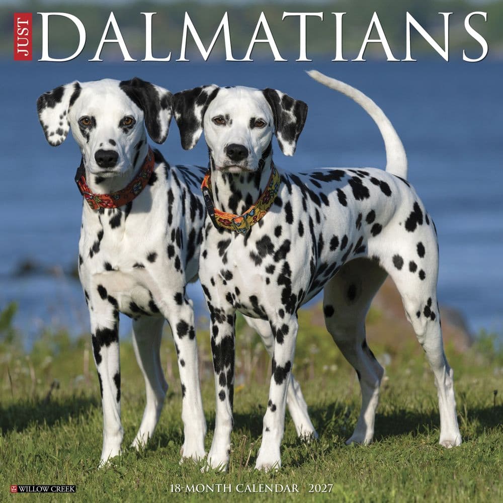 Just Dalmatians 2027 Wall Calendar Main Product Image