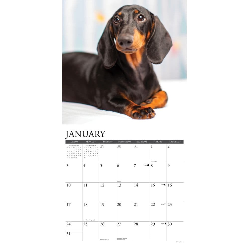 Just Dachshunds 2027 Wall Calendar Second Alternate Image