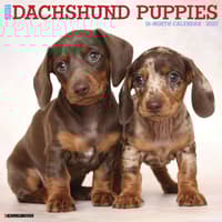 image Just Dachshund Puppies 2027 Wall Calendar Main Product Image