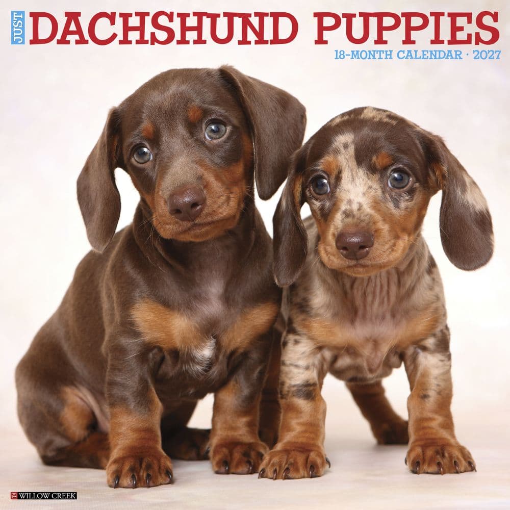 image Just Dachshund Puppies 2027 Wall Calendar Main Product Image