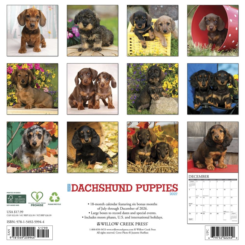 Just Dachshund Puppies 2027 Wall Calendar First Alternate Image