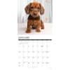 image Just Dachshund Puppies 2027 Wall Calendar Second Alternate Image