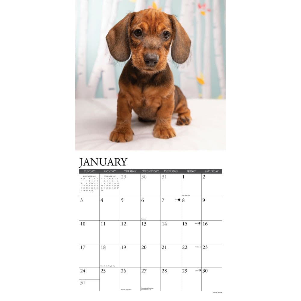 Just Dachshund Puppies 2027 Wall Calendar Second Alternate Image