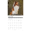 image Collies 2027 Wall Calendar Second Alternate Image