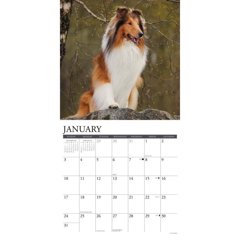 Collies 2027 Wall Calendar Second Alternate Image
