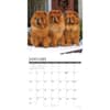 image Just Chow Chows 2027 Wall Calendar Second Alternate Image