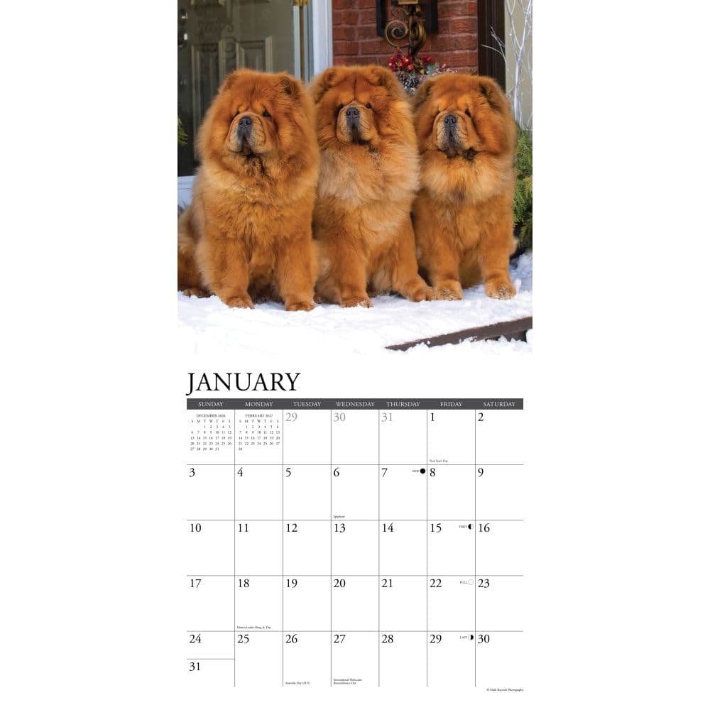 Just Chow Chows 2027 Wall Calendar Second Alternate Image
