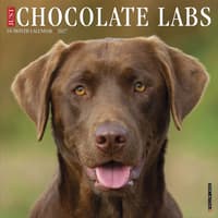 image Just Chocolate Labs 2027 Wall Calendar Main Product Image
