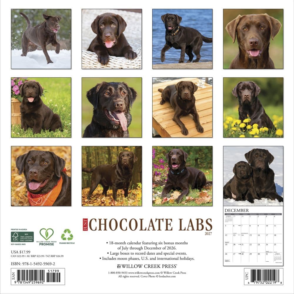 Just Chocolate Labs 2027 Wall Calendar First Alternate Image