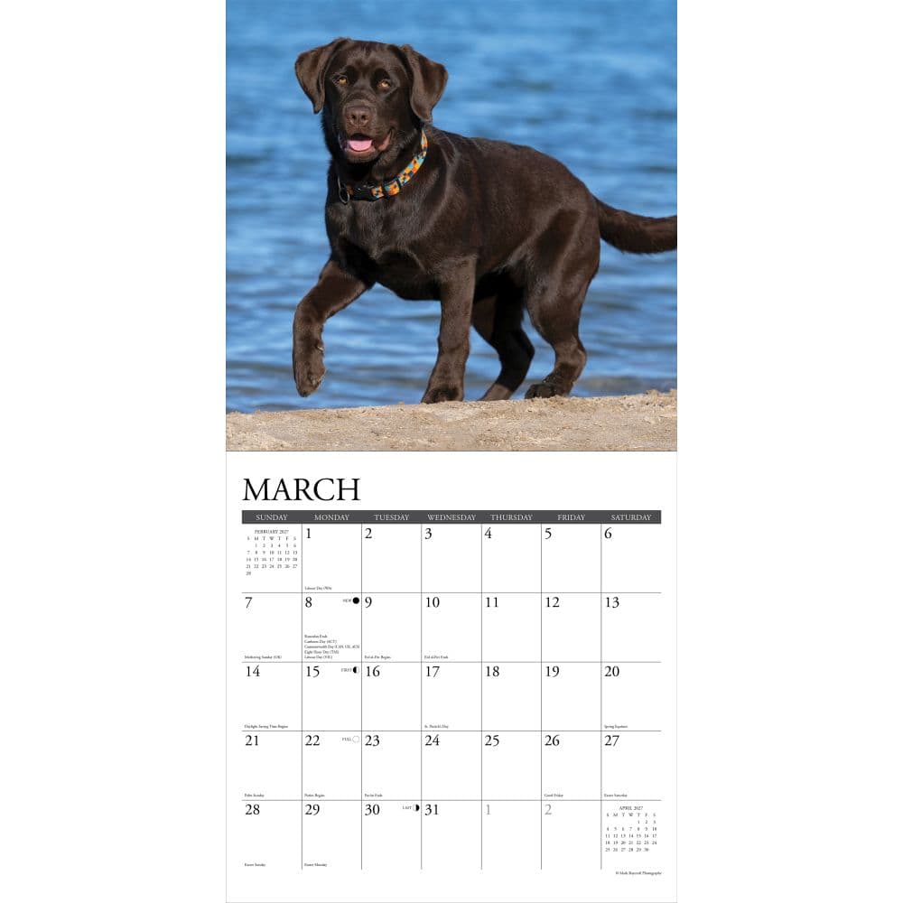 Just Chocolate Labs 2027 Wall Calendar Second Alternate Image