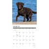 image Just Chocolate Labs 2027 Wall Calendar Second Alternate Image