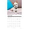 image Just Chihuahuas 2027 Wall Calendar Second Alternate Image
