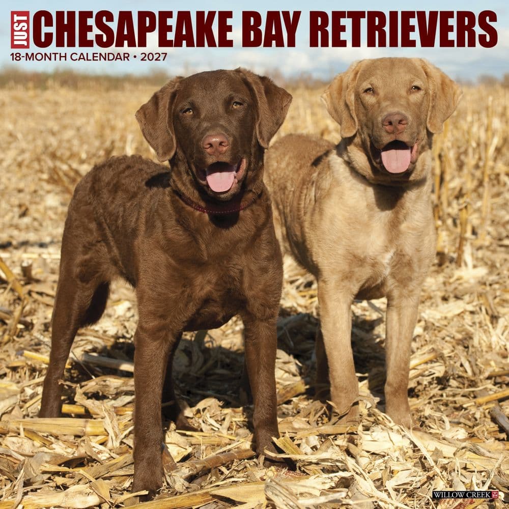 Just Chesapeake Bay Retrievers 2027 Wall Calendar Main Product Image