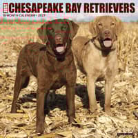 image Just Chesapeake Bay Retrievers 2027 Wall Calendar Main Product Image