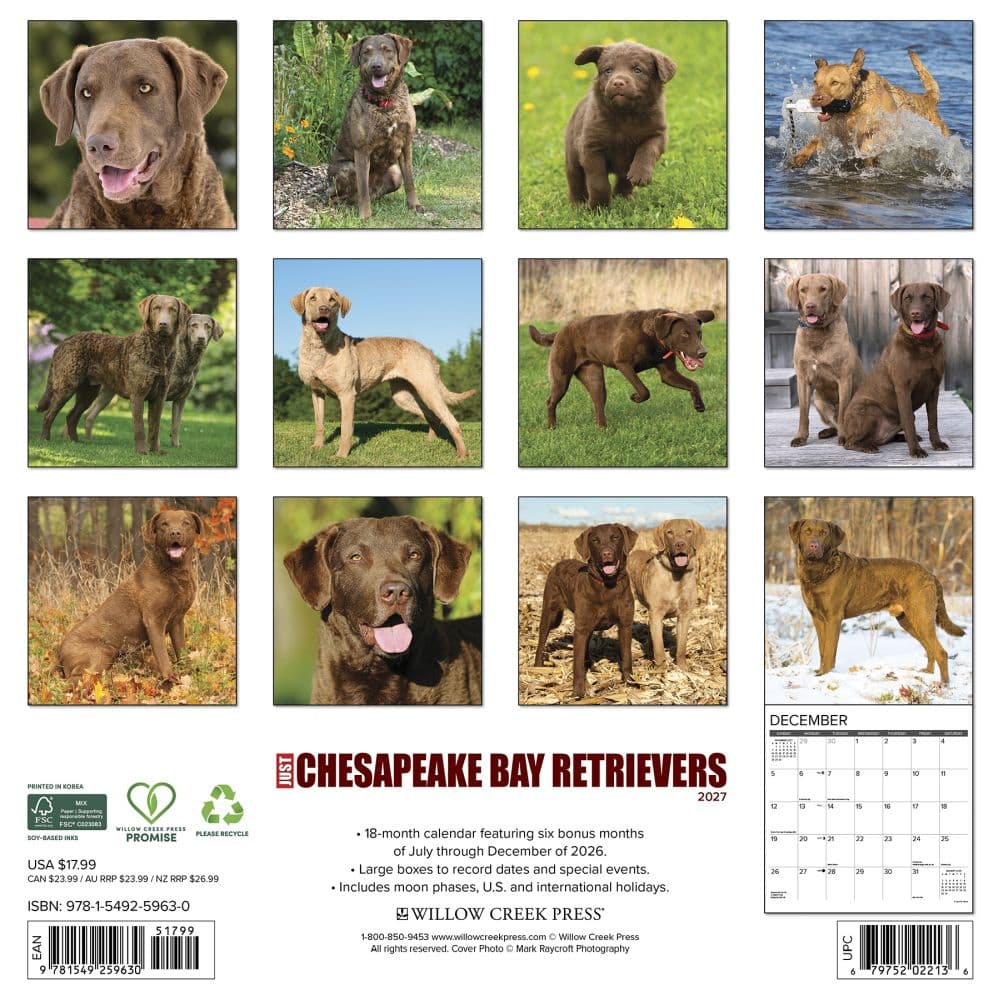 Just Chesapeake Bay Retrievers 2027 Wall Calendar First Alternate Image
