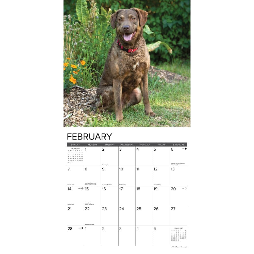 Just Chesapeake Bay Retrievers 2027 Wall Calendar Second Alternate Image