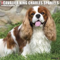image Just Cavalier King Charles 2027 Wall Calendar Main Product Image