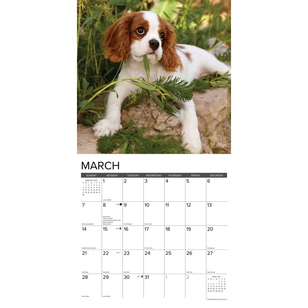 Just Cavalier King Charles Puppies 2027 Wall Calendar Second Alternate Image