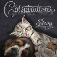 image Catspirations 2027 Wall Calendar Main Product Image