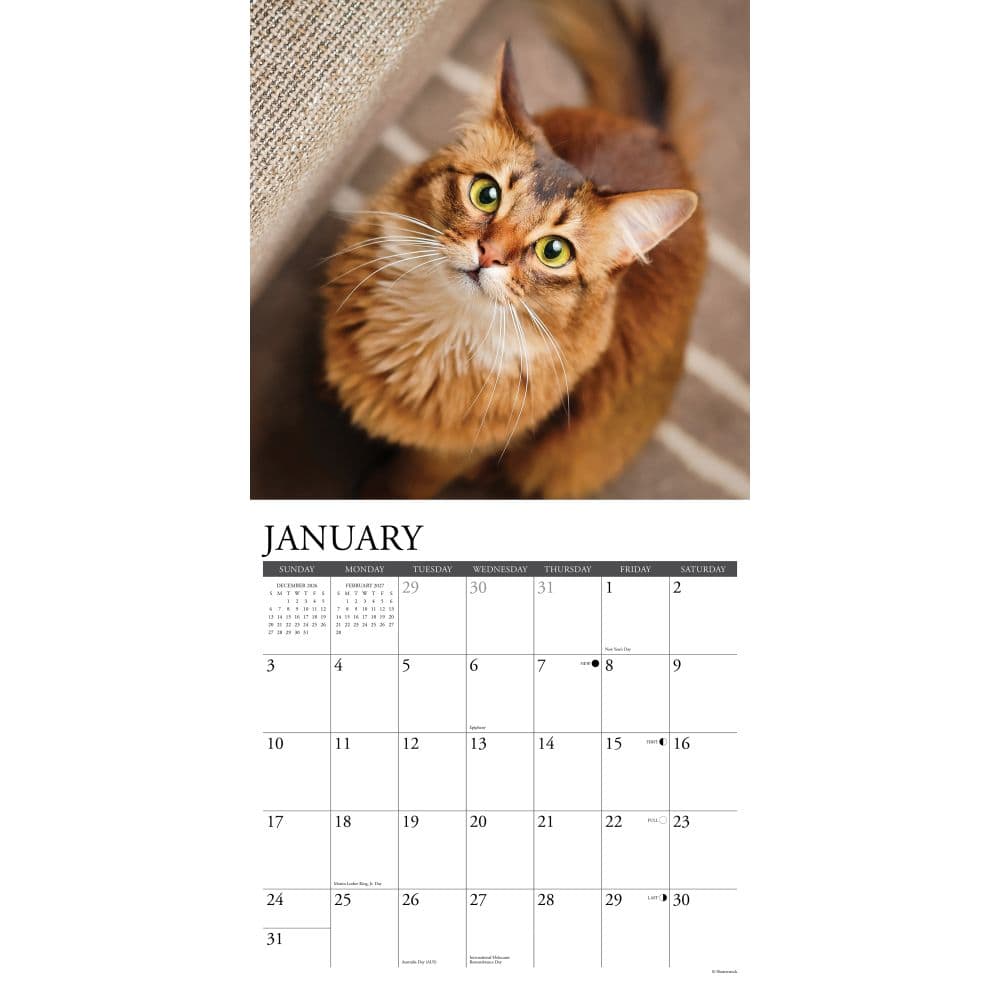 Just Cats 2027 Wall Calendar Second Alternate Image