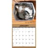 image Cat In A Box 2027 Wall Calendar Second Alternate Image