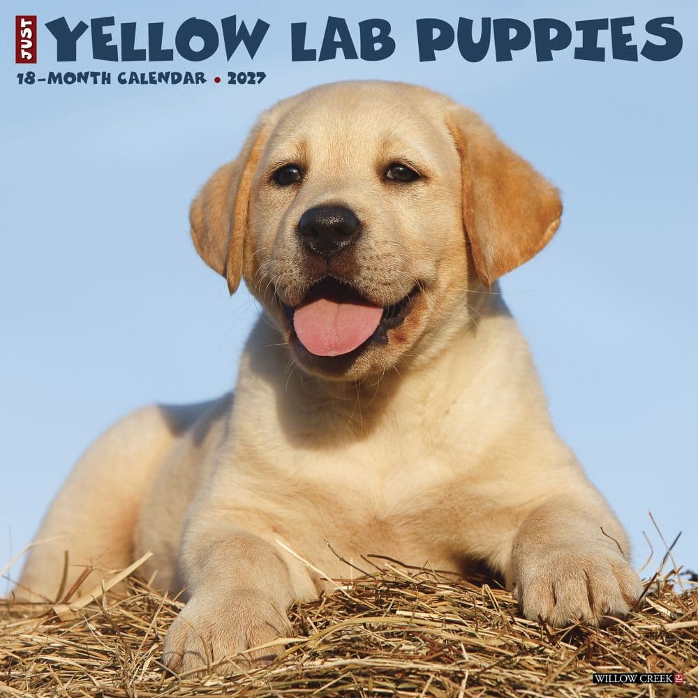 Just Yellow Lab Puppies 2027 Wall Calendar Main Product Image
