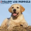 image Just Yellow Lab Puppies 2027 Wall Calendar Main Product Image