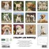 image Just Yellow Lab Puppies 2027 Wall Calendar First Alternate Image