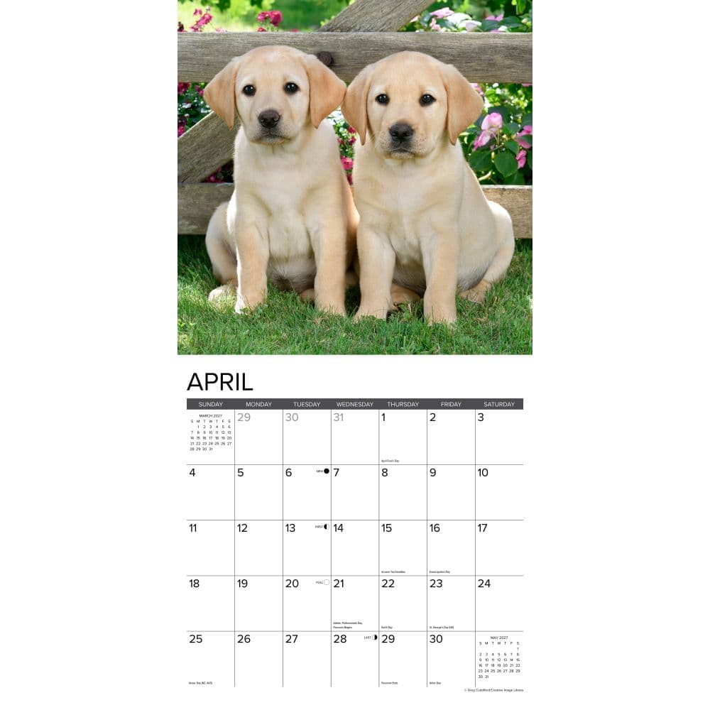 Just Yellow Lab Puppies 2027 Wall Calendar Second Alternate Image