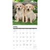 image Just Yellow Lab Puppies 2027 Wall Calendar Second Alternate Image