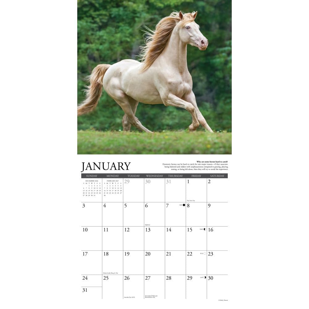 Why Horses Do That 2027 Wall Calendar Second Alternate Image
